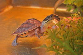  A critically-endangered Golden-coin turtle (juvenile),  (Photo by Dr. Billy C.H. Hau)