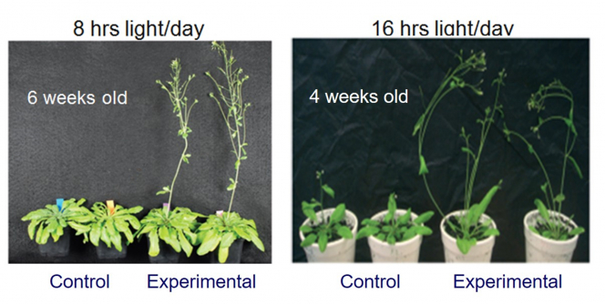 港大植物學家研發植物生長技術助緩解氣候變化和糧食短缺問題