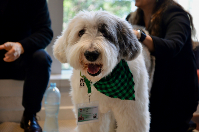 Jasper, HKU Libraries' therapy dog