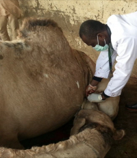 A sampling event conducted by this research team in West Africa.