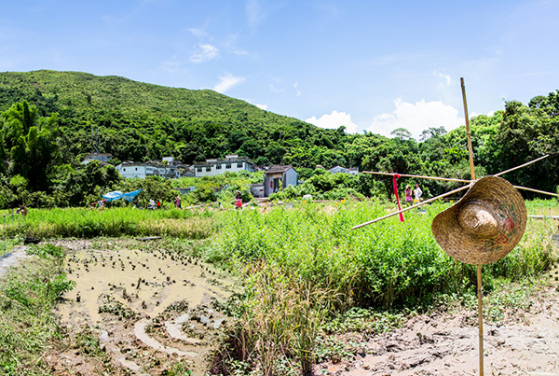 The cultural landscape in rural villages is the result of interaction between villagers and nature environment and is an excellent example of the concept of Satoyama. (photo credit: Policy for Sustainability Lab)

	 

