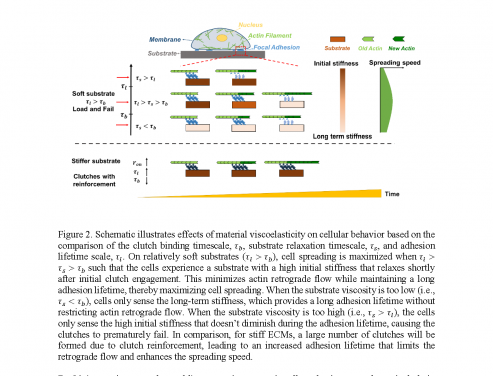 Fig. 2. Schematic illustrates effects of material viscoelasticity on cellular behavior based on the comparison of the clutch binding timescale, substrate relaxation timescale and adhesion lifetime scale. 