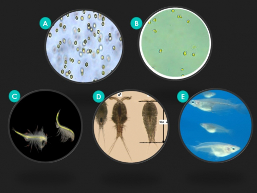 圖 二 研究中所使用的五種海洋測試生物：（A）微藻Isochrysis galbana，（B）微藻Chaetoceros gracilis，（C）鹽水蝦Artemia franciscana，（D）橈足類動物Tigriopus japonicus和（E）青鱂魚，Oryzias melastigma。圖片來源：（A）alchetron.com；（B）baralgae.com；（C）joelsartore.com；（D）Seo et al. (2006) Aquatic Toxicology 80: 281-289；和（E）香港大學團隊。