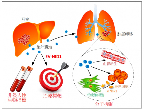 A research team at LKS Faculty of Medicine, The University of Hong Kong (HKUMed) discovered that the liver cancer cell-derived extracellular vesicles (EVs) promote tumour growth and metastasis to lungs. The novel findings of the tumour-derived extracellular vesicles provide insights into promising biomarker and new therapeutic approach for liver cancer.
 