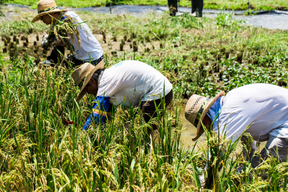 荔枝窩的活化再生是一個與不同持分者共同創建和協作的過程。通過社區協作，永續鄉郊項目重 新建立了社群對鄉村文化景觀的管理意識。(相片來源 : 香港大學公民社會與治理研究中心)