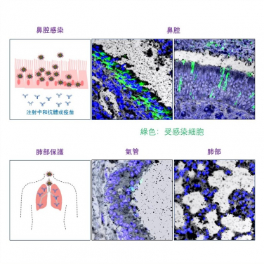 HKUMed research team reveals that while systemic HuNAb suppresses SARS-CoV-2 replication and injury in lungs, robust viral infection in the nasal turbinate may help the virus to evade antibody and therefore contribute to subprotection and reinfection. This finding not only reveals a mechanism underlying the difficulty of full protection against asymptomatic infection, but also highlights the importance of COVID-19 mucosal vaccine development.
 