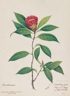 Highlighted Exhibits

Replica of watercolour painting about Hong Kong Camellia
By John Eyre
©  The Board  of Trustees  of the  Royal  Botanic Gardens, Kew

John Eyre was a Lieutenant Colonel in the British Army stationed in Hong Kong. During his time here (1847 to 1851), he frequented the trails  of Hong Kong Island, collecting seeds and making sketches of  flowering  plants  on  his  journeys.  His watercolour paintings came with memos that marked the time and location of bloom.

Among the new species discovered by Eyre,  the most notable is Hong Kong Camellia. It is the only species with red flowers among Hong Kong's native camellias. After years of conservation, Hong Kong Camellia can now be found on the Peak, Pokfulam, and Mount Parker, though it is still considered an endangered species.