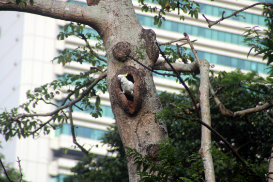 香港雀鳥市場上有售的小葵花鳳頭鸚鵡，有可能為本港非法野生捕獲的個體。（圖片提供：Astrid Andersson）