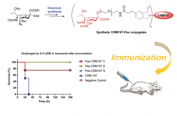 The novel chemical synthetic carbohydrate conjugate vaccine successfully defeats the infection of drug resistant Acinetobacter baumannii.
 