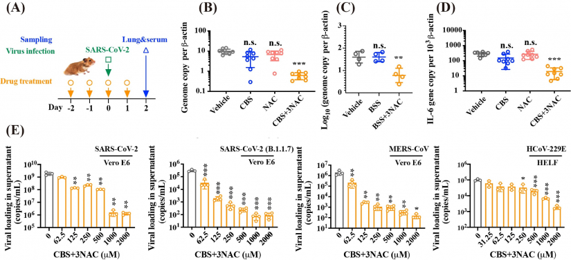 Combinatorial CBS and NAC exhibit broad-spectrum anti-CoVs potency both in vitro and in vivo. (A) Scheme depicting the therapeutic treatment via oral administration of vehicle, CBS (300 mg/kg) or BSS (300 mg/kg), NAC (370 mg/kg) and CBS (300 mg/kg)+3NAC (370 mg/kg) or BSS (300 mg/kg)+3NAC (405 mg/kg), given at Day -2, -1, 0 and 1 and the hamsters were challenged by virus at Day 0; Tissue samples were collected at two days after infection. (B) Viral yield in lung tissue of hamster receiving treatment of vehicle, CBS, NAC, and CBS+3NAC. (C) Viral yield in lung tissue of hamster receiving treatment of vehicle, BBS, and BSS+3NAC. (D) Cytokine IL-6 gene expression level. (E) CBS+3NAC suppressed replication of human-pathogenic coronaviruses in human cellular models in a dose-dependent manner, specifically for SARS-CoV-2 in Vero E6 cells; SARS-CoV-2 (B.1.1.7 variant) in Vero E6 cells; MERS-CoV in Vero E6 cell and HCoV-229E in HELF cell.