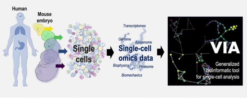 港大團隊開發的VIA生物信息分析技術，有助了解人類及其他動物的細胞，如何正常健康地運作、成長，以及在疾病和老化過程中出現變化等。VIA利用一種新穎的「無監督式」機器學習方法，可以處理複雜的單細胞組學數據（單細胞基因組，蛋白組和物理特徵等）