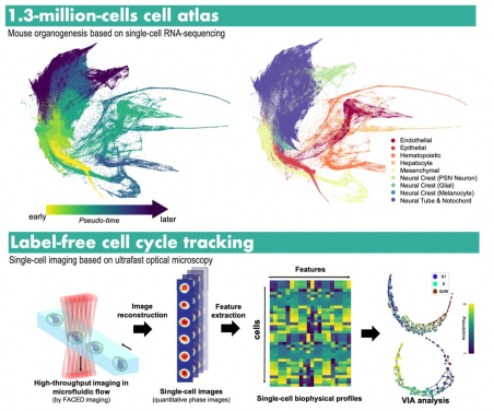 (Top) VIA can robustly uncover the intricate process at single cell precision that turns a single fertilised egg into a whole new individual with all the organs. (Bottom) Using the biophysical properties of single-cells extracted by an advanced microscope developed by the same team at HKU, VIA reveals subtle and variations of cell mass and the mass content distribution over the cell cycle progression - a fundamental cellular process that maintains life and might lead to cancer if the process goes wrong.