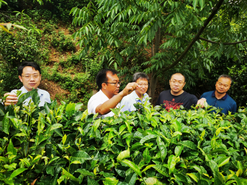 A plantation site visit in the village was conducted for attendees to learn about local agricultural development.