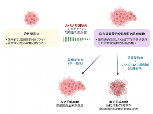 HKUMed discovers a new tumour suppressive gene which boosts personalised treatment response in breast cancer