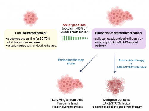 HKUMed discovers a new tumour suppressive gene which boosts personalised treatment response in breast cancer