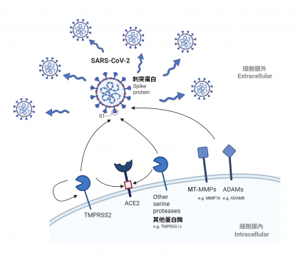 MT-MMPs can cleave SARS-CoV-2 spike and a receptor protein ACE2, and facilitate spike-mediated fusion and the infection of SARS-CoV-2.
 