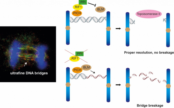 The study reveals RIF1-PP1 prevents BLM from unwinding the ultrafine DNA bridges. (Image Credit: Dr Gary Ying Wai CHAN)
 