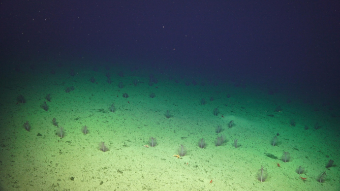 A field of sea pens on a seamount off the Pacific Coast of Costa Rica.
Photo credit:  Schmidt Ocean Institute, FK190106, Erik Cordes Chief Scientist.
 