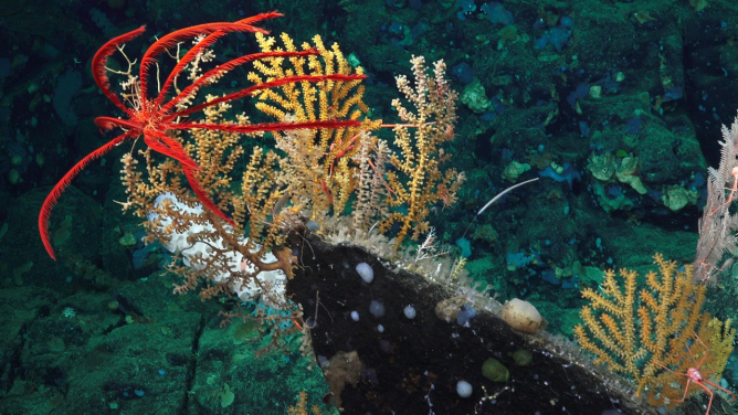 Figure 1. Diverse marine life (crinoid, octocorals and sponges) on a seamount off the Pacific coast of Costa Rica. Photo credit: Schmidt Ocean Institute, FK190106, Erik Cordes Chief Scientist