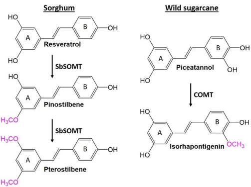 圖一：二苯乙烯類化合物是一種帶有雙鍵（Double Bond）並連結兩個苯環（Aromatic ring）的天然化合物。O-甲基化二苯乙烯類化合物即在二苯乙烯主鏈的羥基 (-OH) 上添加甲基 (-CH3)。圖中展示O-甲基化二苯乙烯類化合物的生物合成過程，透過植物化學物質修飾而提高其效力和生物利用度。圖中以粉紅色標示於高粱和野生甘蔗中的O-甲基化基團。
 