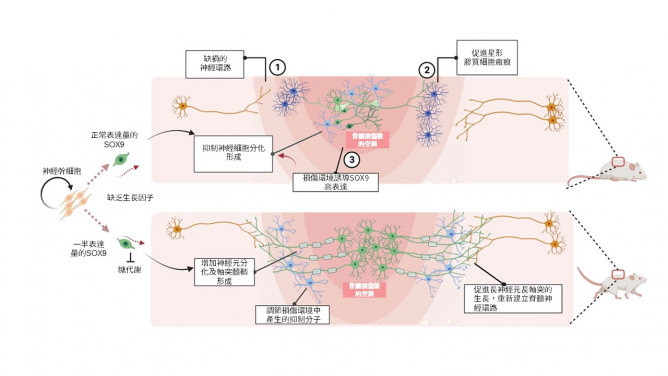 Spinal cord injury (SCI) causes nerve damage and the injury environment favours SOX9 expression; grafting of hNSCs with a half dose of SOX9 acquires unique intrinsic capacity resulting in enhanced neurogenesis, long axonal growth, and establishing neuronal connectivity with the host that restores walking capacity and temperature sensation of the SCI animals.
 