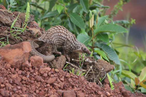 Image 4.  A selection of White-bellied pangolin (Phataginus tricuspis) from a seizure in Hong Kong (Credit: Tracey-Leigh Prigge)