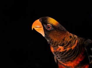 The dusky lory is a parrot native to New Guinea, with red and yellow forms that coexist in natural populations. Researchers leveraged this extremely rare phenomenon to identify an enzyme that can explain why parrots have such diversity in colour. Credit: Pedro Miguel Araújo.
 