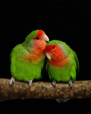 Rosy-faced lovebirds are common and colourful household pets. Parrots such as these utilise unique yellow and red pigments to become colourful, and this variation is regulated by a single enzyme originally used as a detox mechanism. Photo Credit: Pedro Miguel Araújo.