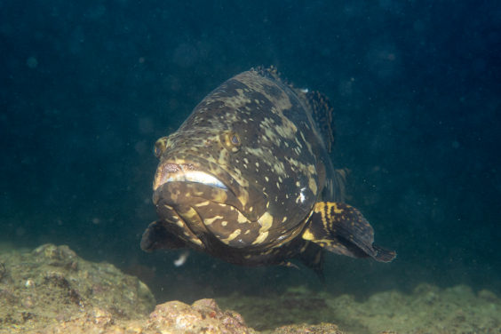 Released through the religious practice of mercy release, the Tiger Grouper-Giant Grouper hybrid (TGGG), also known as the Sabah grouper, now swims in Hong Kong waters, affecting the balance of marine ecosystems. Photo credit: Arthur Chung. 
 