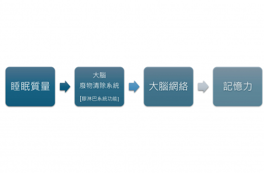 港大研究顯示睡眠質量影響大腦「廢物清除系統」，從而損害長者記憶力