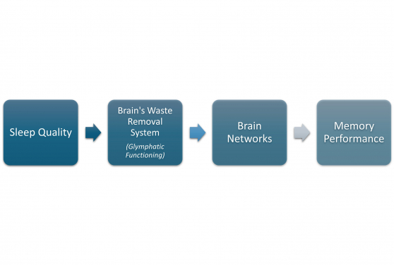 HKU study shows bad sleep harms old-age memory by disrupting the brain’s ‘waste removal system’.