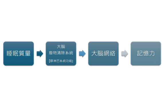 港大研究顯示睡眠質量影響大腦「廢物清除系統」，從而損害長者記憶力。